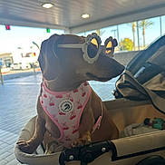 Roxie joined the competition — help win amazing prizes! dog, dachshund, sunglasses, pink_harness, stroller, pet, animal, cute, cherry_pattern, outdoor, covered_area, daylight, leisure, canine, pet_accessory, fashion, portrait, side_view, small_dog, relaxed