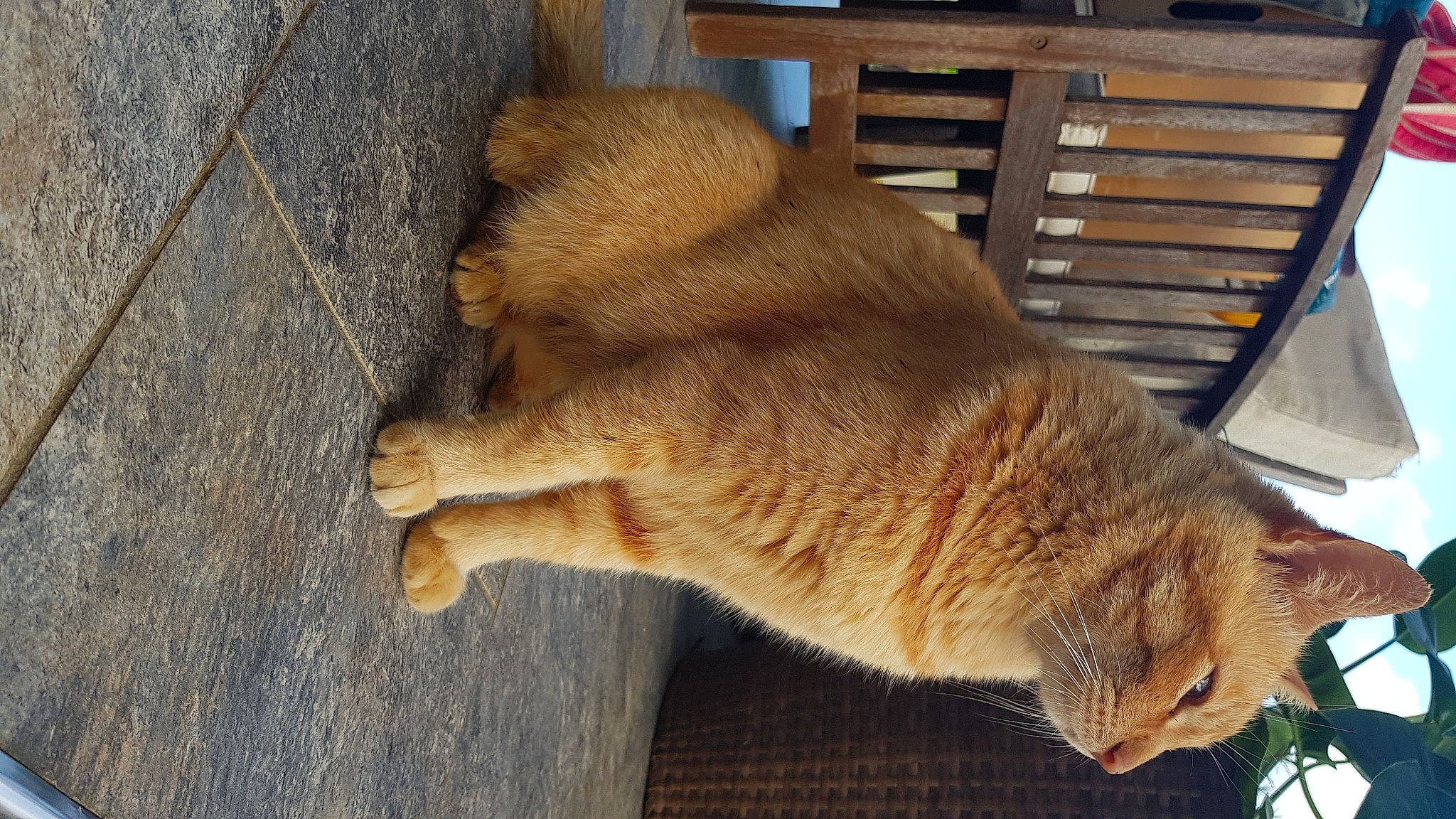 Little participe au concours pour gagner de l'argent avec cette photo : big_cats, canidae, carnivore, cat, claw, domestic_short_haired_cat, fawn, felidae, fur, hardwood, paw, small_to_medium_sized_cats, snout, tail, terrestrial_animal, tree, trunk, whiskers, wildlife, wood