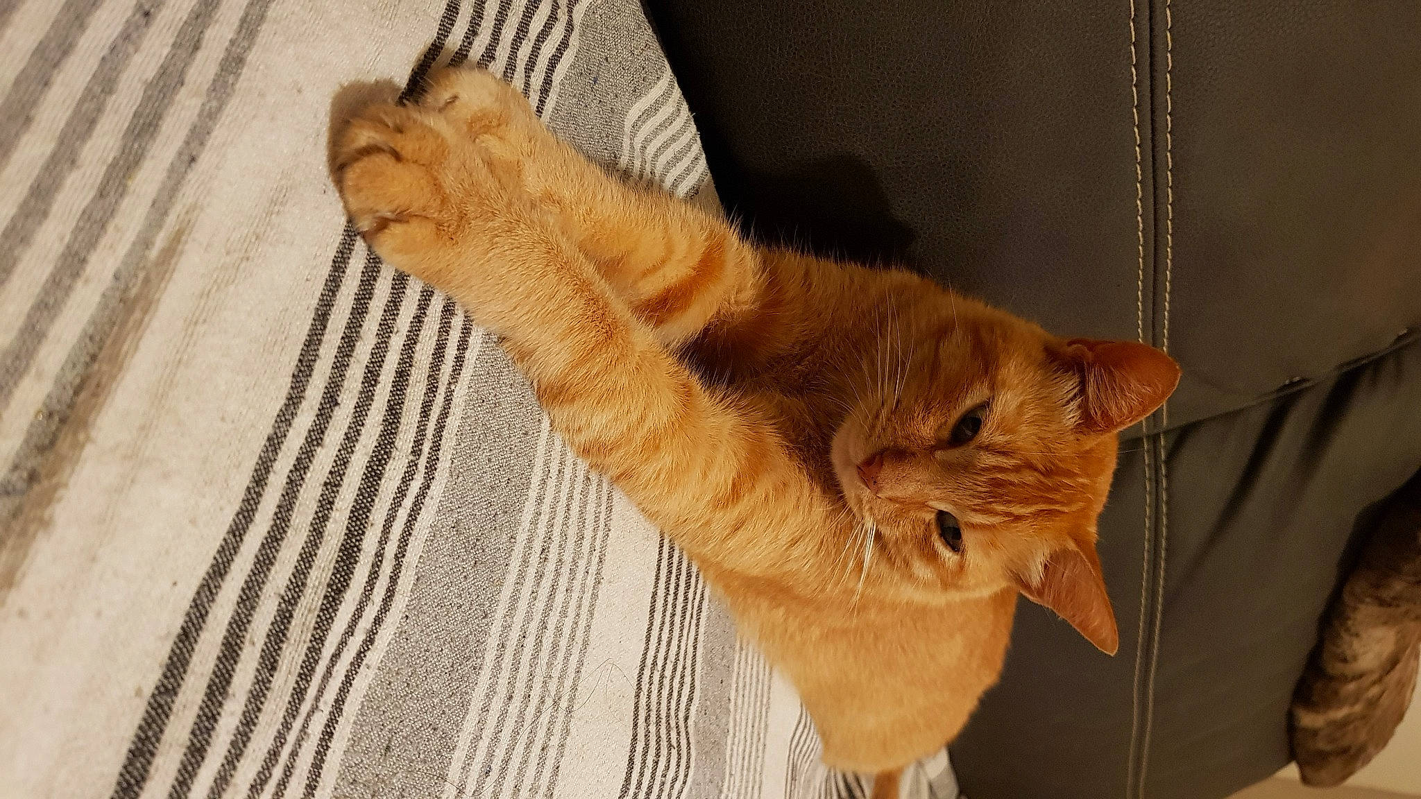 Little a rejoint le concours — aidez-le/la à gagner de superbes lots ! carnivore, cat, claw, comfort, domestic_short_haired_cat, fawn, felidae, flooring, foot, fur, linens, paw, small_to_medium_sized_cats, snout, tail, terrestrial_animal, whiskers, window, wood, woven_fabric