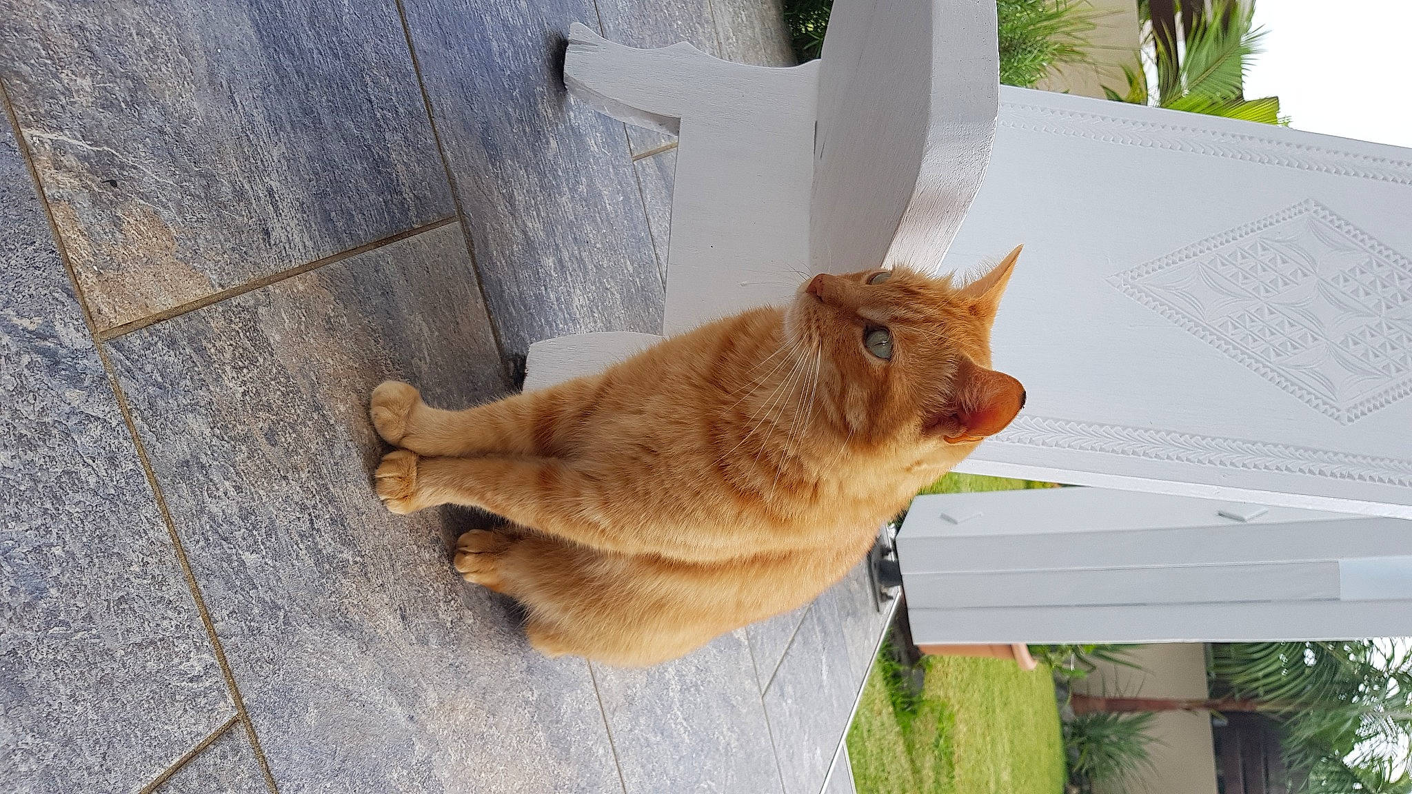 Little participe au concours pour gagner de l'argent avec cette photo : canidae, carnivore, cat, claw, companion_dog, dog_breed, domestic_short_haired_cat, fawn, felidae, fur, grass, plant, road_surface, small_to_medium_sized_cats, snout, sporting_group, tail, whiskers, window, wood