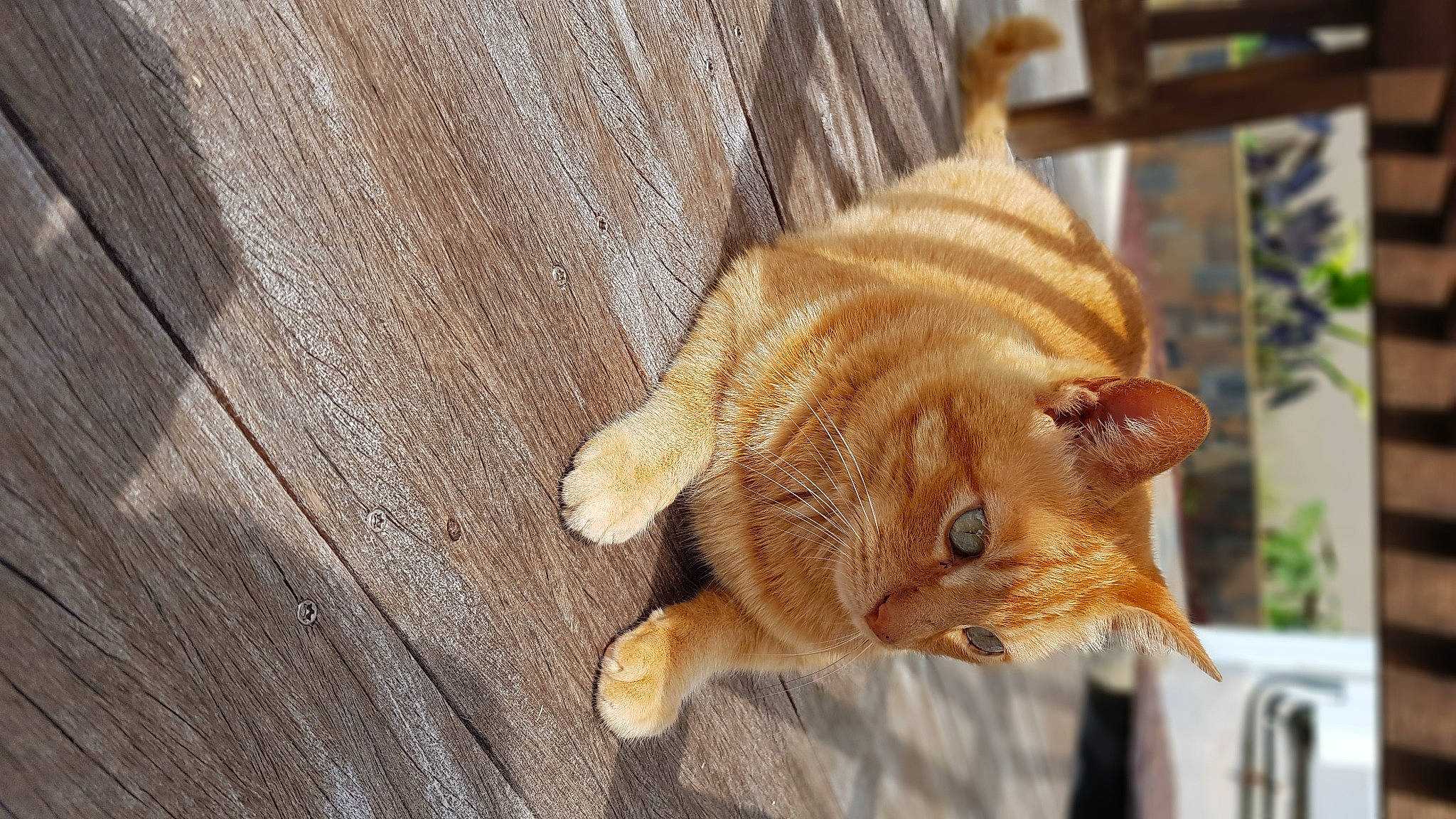 Little participe au concours pour gagner de l'argent avec cette photo : canidae, carnivore, cat, domestic_short_haired_cat, fawn, felidae, fur, hardwood, paw, plant, small_to_medium_sized_cats, snout, sporting_group, tail, terrestrial_animal, tree, trunk, whiskers, window, wood
