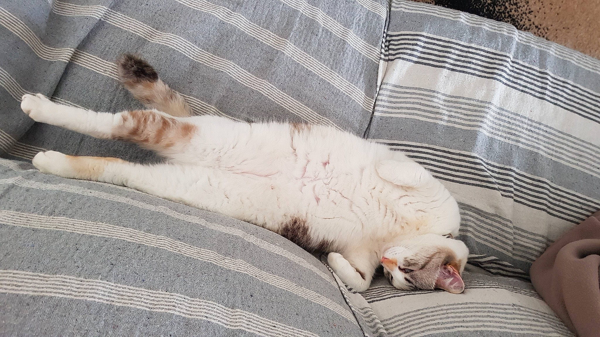 Oupsy participe au concours pour gagner de l'argent avec cette photo : carnivore, cat, comfort, companion_dog, couch, domestic_short_haired_cat, fawn, felidae, fur, grey, linens, mammal, small_to_medium_sized_cats, snout, sporting_group, tail, textile, vehicle, vertebrate, whiskers