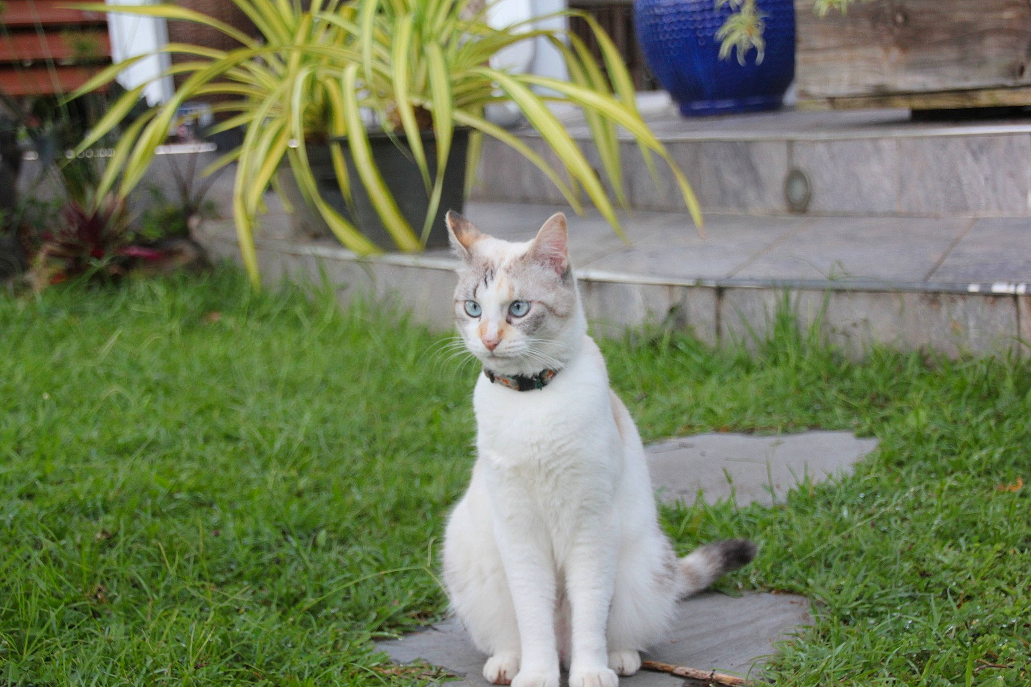 Oupsy participe au concours pour gagner de l'argent avec cette photo : aegean_cat, carnivore, cat, domestic_short_haired_cat, felidae, grass, mammal, plant, polydactyl_cat, small_to_medium_sized_cats, tail, turkish_angora, turkish_van, whiskers