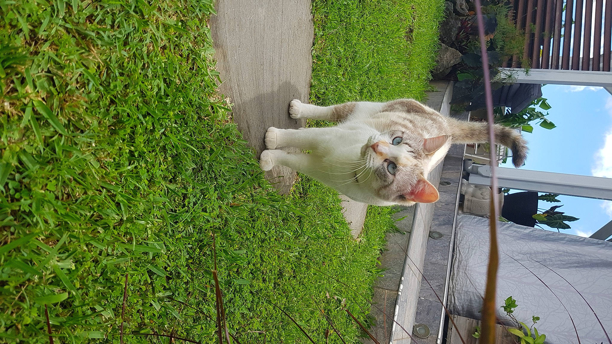 Oupsy a rejoint le concours — aidez-le/la à gagner de superbes lots ! canidae, carnivore, companion_dog, dog_breed, fawn, felidae, fur, goats, grass, groundcover, livestock, plant, sheep, small_to_medium_sized_cats, sporting_group, tail, terrestrial_animal, tree, whiskers, working_animal