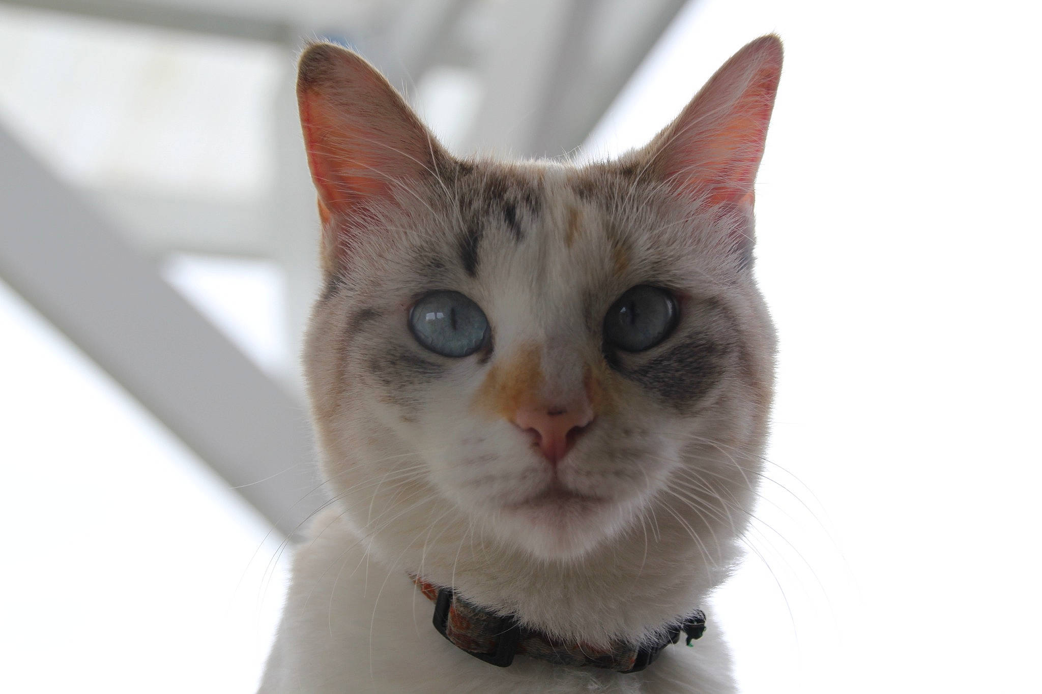 Oupsy a rejoint le concours — aidez-le/la à gagner de superbes lots ! carnivore, cat, close_up, collar, domestic_short_haired_cat, ear, eye, eyelash, fawn, felidae, fur, head, small_to_medium_sized_cats, snout, snow, tree, whiskers, winter