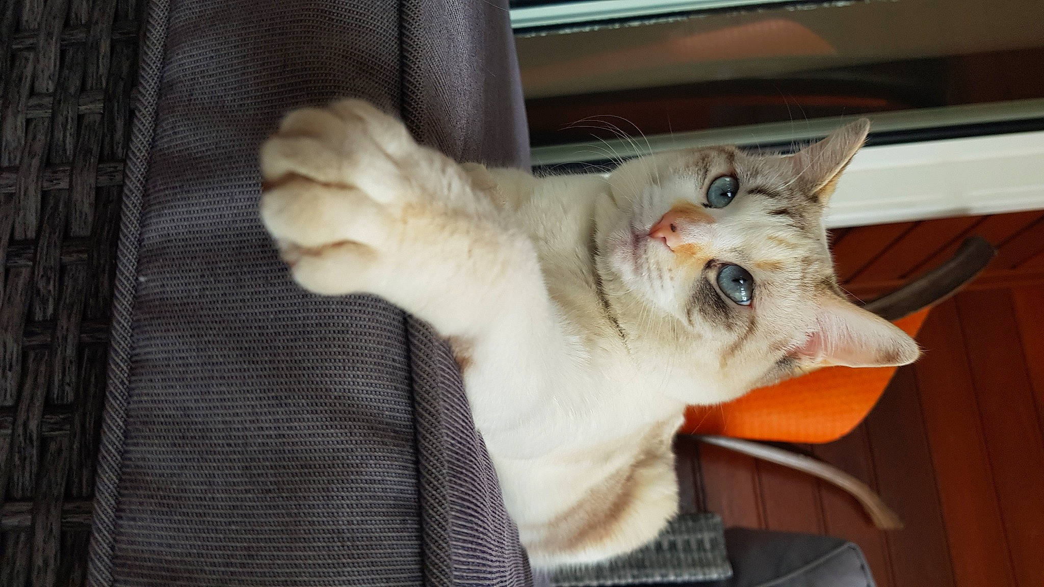 Oupsy participe au concours pour gagner de l'argent avec cette photo : aegean_cat, asian, burmilla, carnivore, cat, domestic_short_haired_cat, ear, european_shorthair, fawn, felidae, kitten, mammal, nose, oriental_shorthair, paw, polydactyl_cat, singapura, small_to_medium_sized_cats, tail, whiskers