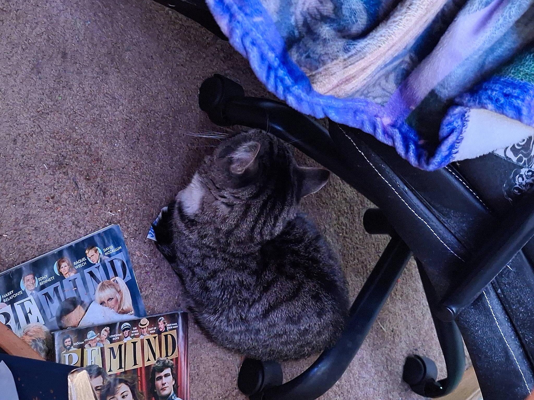 Jay is registered to the contest to win money with this photo: black_cat, blue, carnivore, cat, claw, comfort, denim, domestic_short_haired_cat, electric_blue, felidae, fur, grey, human_leg, pattern, paw, publication, small_to_medium_sized_cats, tail, thread, whiskers