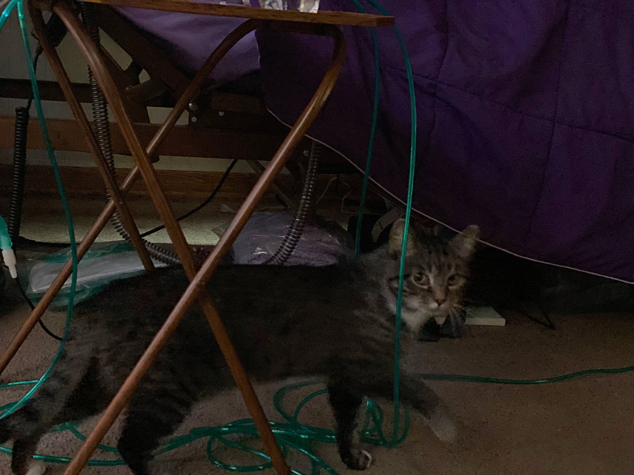 Jay joined the competition — help win amazing prizes! carnivore, cat, chair, darkness, domestic_short_haired_cat, electrical_wiring, felidae, fur, metal, night, plant, small_to_medium_sized_cats, soil, spoke, tail, tent, vehicle, whiskers, wire, wood