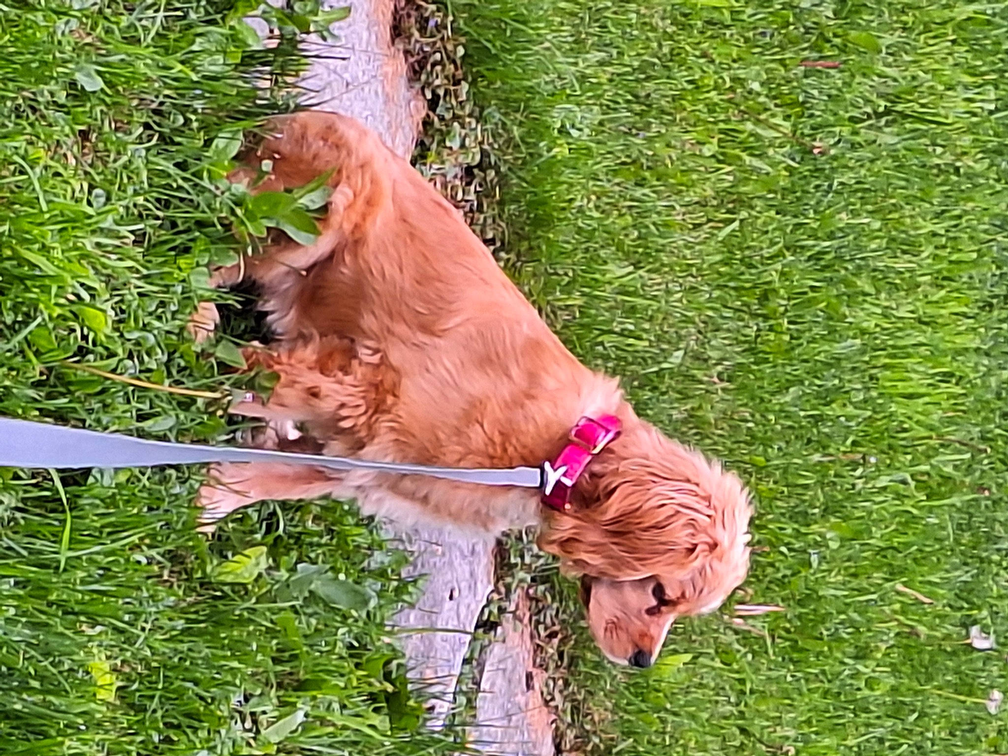 Trixie is registered to the contest to win money with this photo: canidae, carnivore, collar, companion_dog, dog, dog_breed, dog_collar, fawn, grass, groundcover, gun_dog, leash, liver, livestock, pet_supply, plant, sporting_group, tail, terrestrial_animal, working_animal