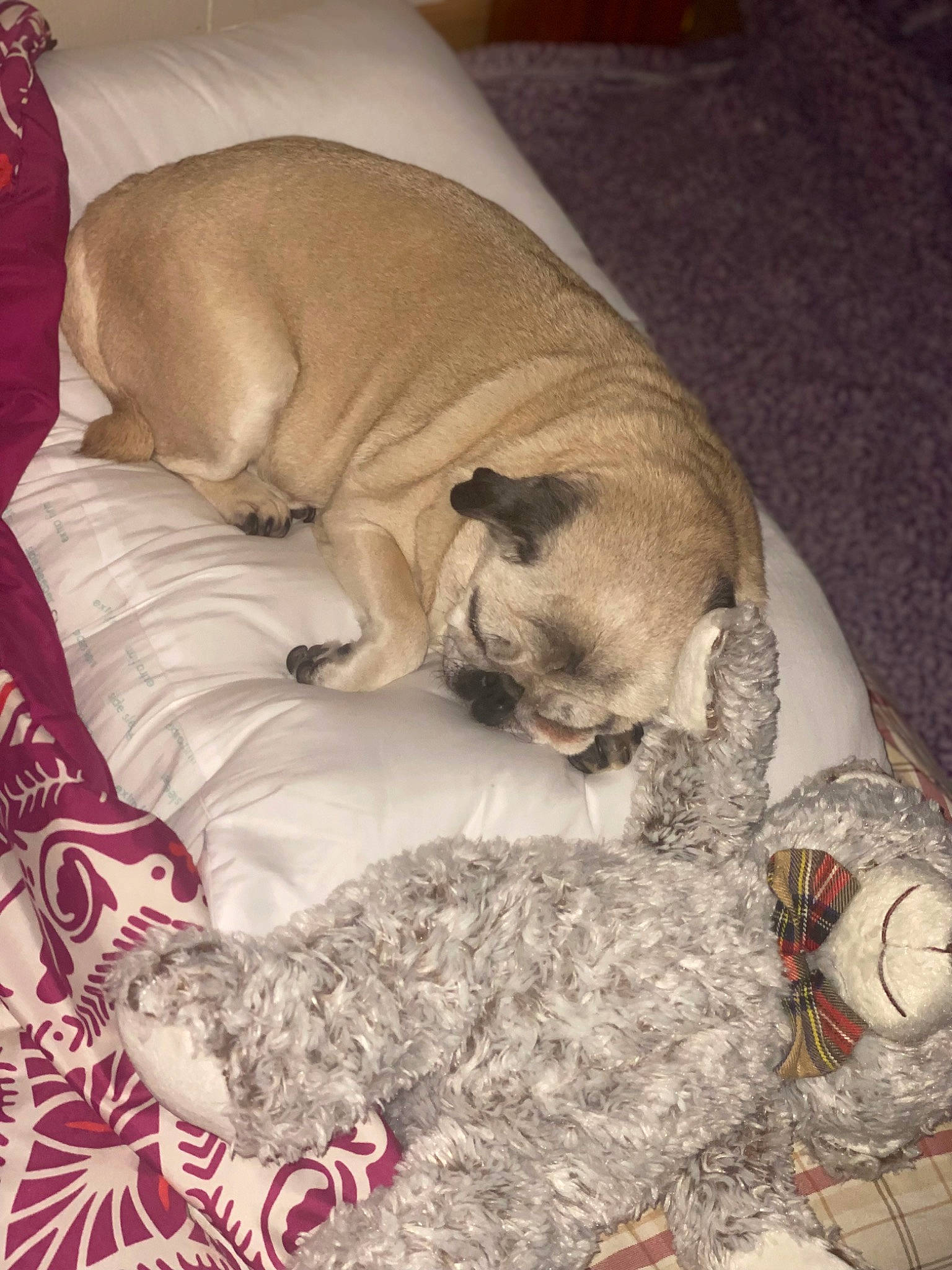 Queenie is registered to the contest to win money with this photo: canidae, carnivore, comfort, companion_dog, dog, dog_breed, dog_supply, fawn, fur, linens, liver, ori_pei, pattern, pet_supply, pug, snout, sporting_group, toy_dog, working_animal, wrinkle