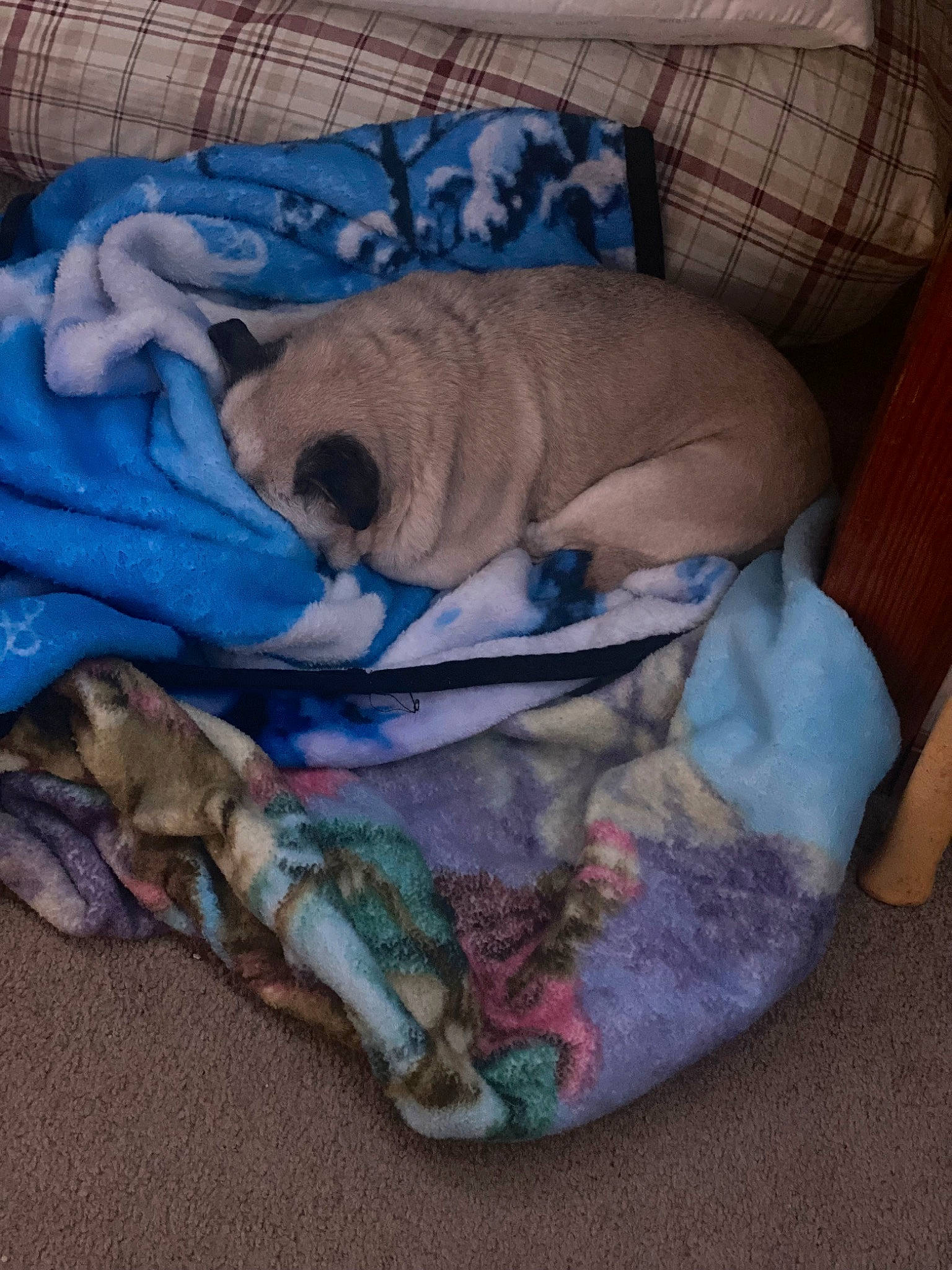 Queenie is registered to the contest to win money with this photo: bag, bedtime, blanket, canidae, carnivore, comfort, companion_dog, dog, dog_bed, dog_breed, dog_supply, electric_blue, fawn, linens, nap, pet_supply, sleep, sporting_group, toy_dog, working_animal