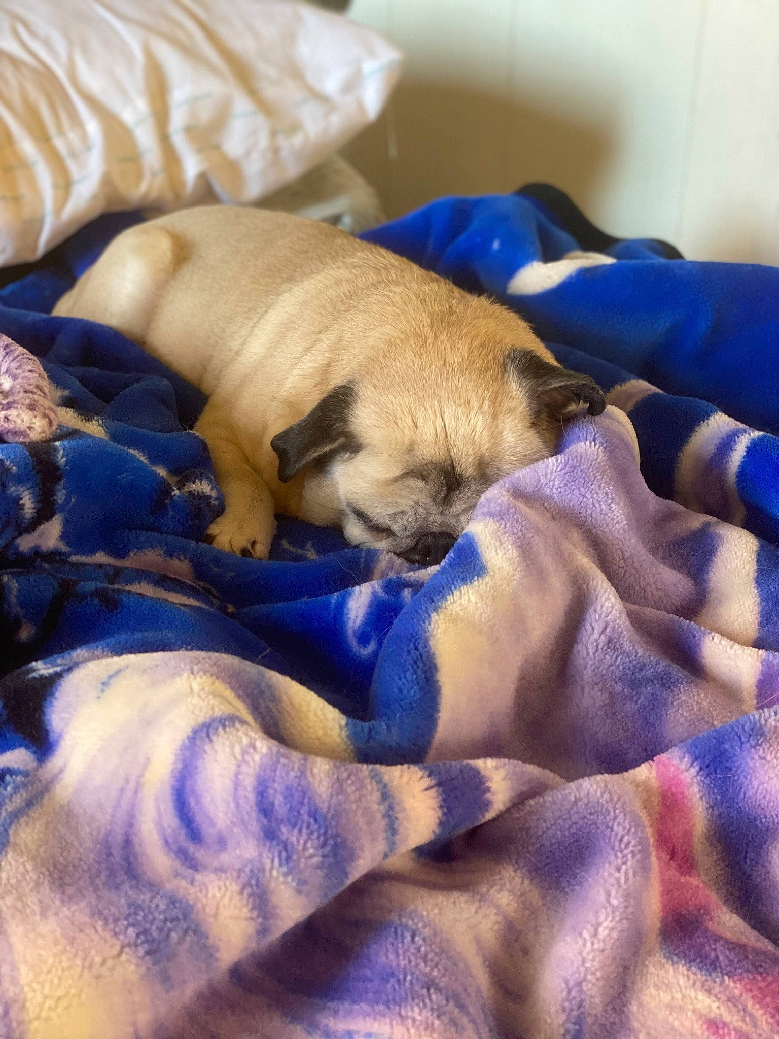 Queenie is registered to the contest to win money with this photo: bedding, canidae, carnivore, comfort, companion_dog, dog, dog_breed, duvet, electric_blue, fawn, fur, hardwood, linens, nap, sporting_group, textile, toy_dog, wood, working_animal, wrinkle