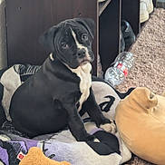 Nuggie Bear joined the competition — help win amazing prizes! puppy, dog, black_and_white, blanket, toy, stuffed_animal, water_bottle, carpet, sitting, indoor, cute, pet, young_dog, fur, animal, playful, resting, nose, ears, eyes