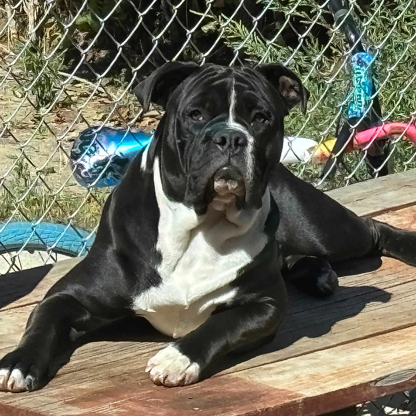 Nuggie Bear joined the competition — help win amazing prizes! animal, black_and_white, canine, chain_link_fence, close_up, colorful_objects, daytime, dog, ears, fur, grass, nose, outdoor, paw, pet, playful_background, relaxed, resting, sunlight, wooden_platform