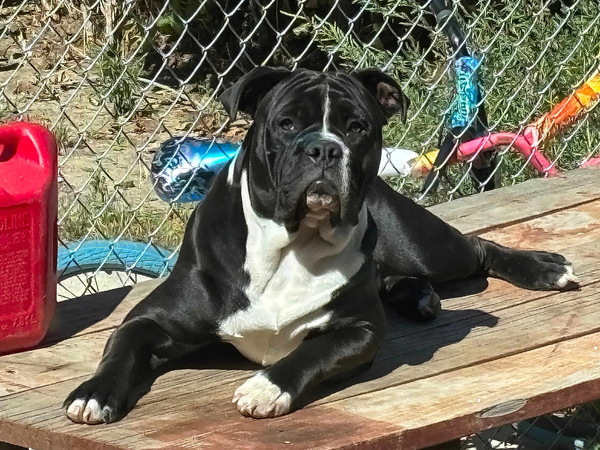 Nuggie Bear joined the competition — help win amazing prizes! dog, black_and_white, wooden_platform, sunlight, chain_link_fence, outdoor, pet, animal, resting, playful_background, grass, daytime, colorful_objects, canine, paw, nose, ears, fur, relaxed, close_up