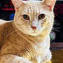 cat, cream_colored, close_up, amber_eyes, indoor, feline, pet, animal, whiskers, fur, relaxed, portrait, golden_surface, domestic_cat, cute, mammal, alert, soft_light, resting, table
