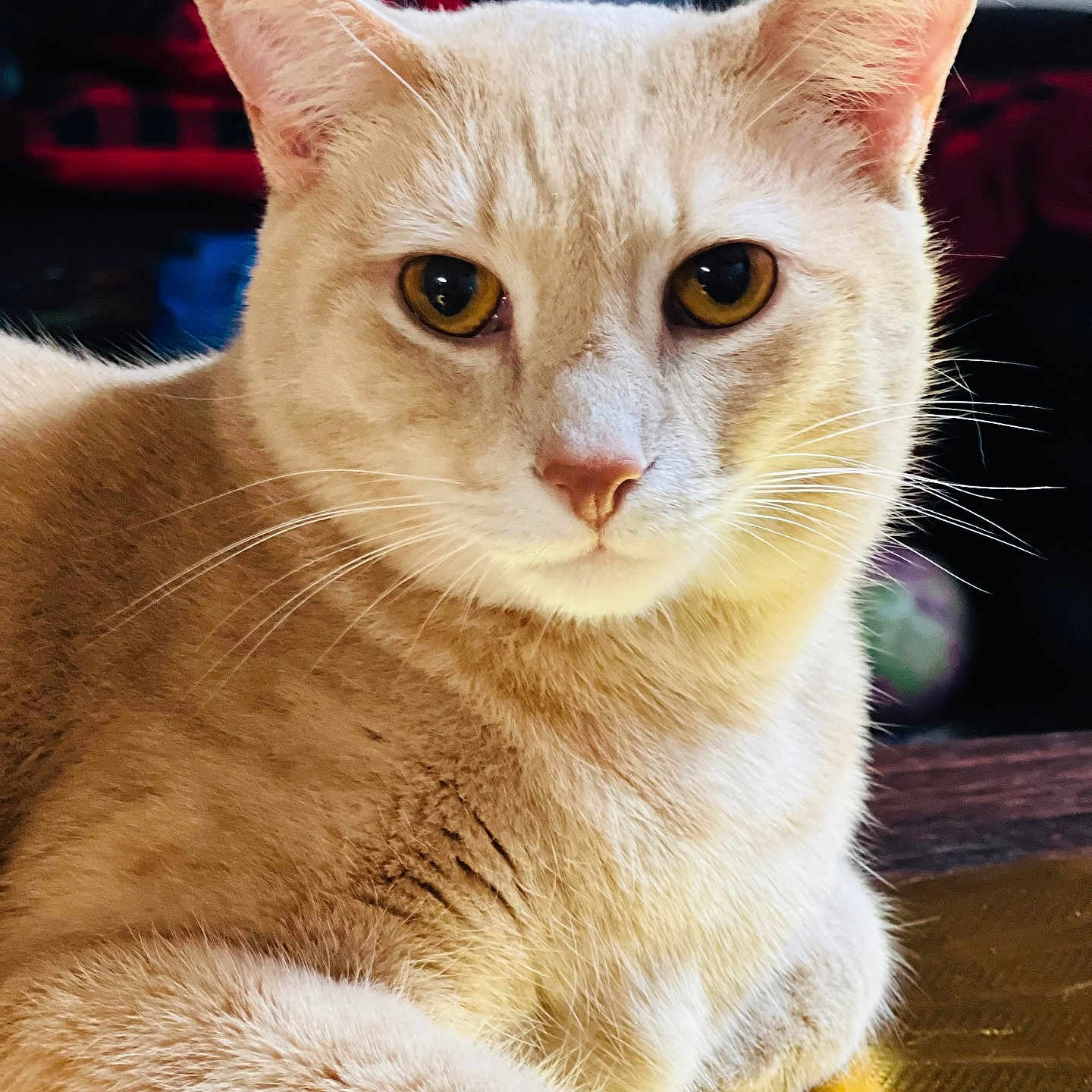 Allura joined the competition — help win amazing prizes! alert, amber_eyes, animal, cat, close_up, cream_colored, cute, domestic_cat, feline, fur, golden_surface, indoor, mammal, pet, portrait, relaxed, resting, soft_light, table, whiskers