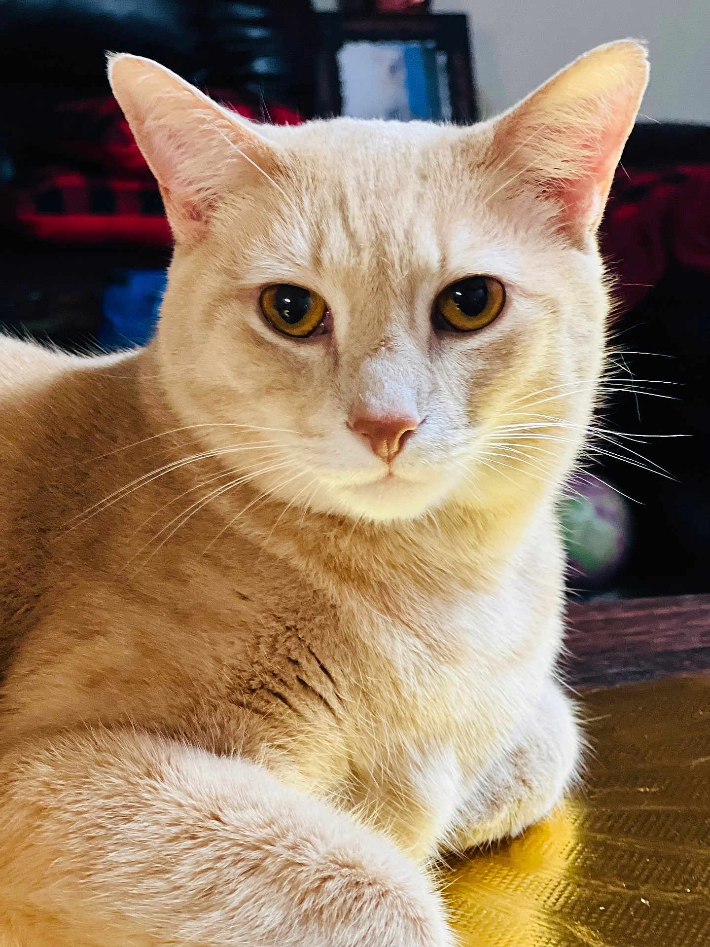 Allura joined the competition — help win amazing prizes! cat, cream_colored, close_up, amber_eyes, indoor, feline, pet, animal, whiskers, fur, relaxed, portrait, golden_surface, domestic_cat, cute, mammal, alert, soft_light, resting, table