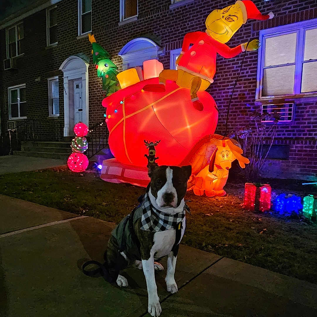 Tigger is registered to the contest to win money with this photo: adult, animal, architecture, baby, balloon, building, bulldog, canine, dog, face, female, outdoors, path, person, pet, pointer, shelter, sphere, walkway, woman