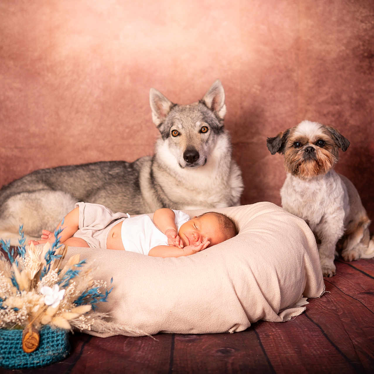 édan participe au concours pour gagner de l'argent avec cette photo : animal, baby, bouquet, brown_background, cozy, cushion, cute, dog, dried_flowers, floor, flower_arrangement, furniture, indoor, newborn, pet, portrait, puppy, resting, sleeping, wooden_floor