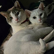Chunk is registered to the contest to win money with this photo: animal, cat, cats, closeup, collar, companion, cozy, cute, domestic, ears, eyes, feline, fur, indoor, looking, pet, resting, snuggling, tail, whiskers