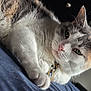 Chunk is registered to the contest to win money with this photo: animal, calico_cat, cat, close_up, collar, cute, domestic_animal, ears, feline, fur, indoor, laying_down, paw, pet, portrait, relaxed, resting, sleepy, soft_light, whiskers