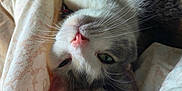 Chunk joined the competition — help win amazing prizes! animal, bed, blanket, cat, closeup, comfort, cozy, cute, feline, fur, green_eye, indoor, nose, pet, relaxed, resting, sleepy, soft, upside_down, whiskers