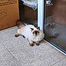 blue_eyes, brown_paws, cardboard_box, cat, cushion, domestic_animal, feline, fluffy, glass_door, home, indoor, long_hair, perch, pet, quiet, reflection, relaxed, resting, tile_floor, window