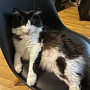 Edward participe au concours pour gagner de l'argent avec cette photo : animal, black_and_white, cat, cd_rack, chair, cute, domestic_animal, feline, fluffy, fur, household, indoor, looking, mammal, pet, relaxed, resting, seat, whiskers, wooden_floor