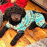 dog, black_dog, curly_fur, pajamas, pet_clothing, wooden_floor, home_interior, knitted_pouf, rug, cozy, indoor, relaxed, laying_down, cute, animal, domestic_animal, fur, paw, flooring, comfort