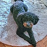 dog, curly_hair, black_dog, tan_snout, fluffy_rug, round_rug, wooden_floor, parquet_floor, pet, animal, laying_down, indoor, relaxed, cute, small_dog, fur, companion, domestic_animal, living_room, resting