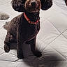 dog, pet, bed, white_bedspread, collar, curly_fur, black_dog, indoor, animal, cute, fluffy, sitting, fur, canine, domestic_animal, portrait, household, companion, furry, alert