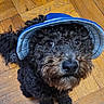 dog, curly_hair, blue_hat, visor, pet, indoor, wood_floor, looking_up, animal, cute, small_dog, brown_and_black_fur, flooring, companion, domestic_animal, portrait, hat, canine, fur, whiskers