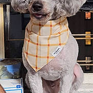 Leo is registered to the contest to win money with this photo: dog, poodle, bandana, plaid, pet, indoor, window, blinds, curly_fur, sitting, cushion, fur, animal, portrait, cute, pet_accessory, domestic, close-up, mammal, companion