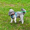 Leo joined the competition — help win amazing prizes! dog, poodle, gray, grass, leash, harness, outdoor, fence, tree, pet, canine, tongue_out, playful, animal, nature, greenery, park, cute, walking, summer