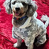 Leo is registered to the contest to win money with this photo: animal, bed, blanket, clothing, collar, cozy, curly_fur, cute, dog, fur, gray, happy, indoor, onesie, pet, poodle, red, sitting, star_pattern, tongue_out