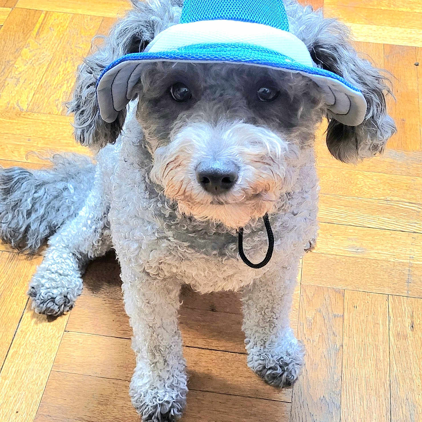Leo