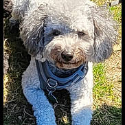 Leo is registered to the contest to win money with this photo: animal, canine, companion, curly_fur, cute, daylight, dog, fluffy, grass, harness, leash, nature, outdoor, paw, pet, resting, sunlight, tail, walking, white_dog