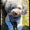 animal, canine, companion, curly_fur, cute, daylight, dog, fluffy, grass, harness, leash, nature, outdoor, paw, pet, resting, sunlight, tail, walking, white_dog
