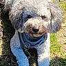 Leo joined the competition — help win amazing prizes! dog, white_dog, curly_fur, pet, grass, outdoor, sunlight, leash, collar, canine, animal, cute, friendly, sitting, nature, daylight, playful, fur, young_dog, companion