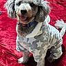 Leo is registered to the contest to win money with this photo: animal, clothing, collar, cozy, curly_fur, cute, dog, domestic_animal, fur, indoor, onesie, pet, poodle, portrait, puppy, red_blanket, sitting, smiling, stars, tongue_out