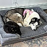 black_cat, husky_dog, pet_bed, pink_harness, relaxed, indoor, carpet, gray_bed, green_eyes, fur, animal_companions, resting, domestic_animals, cute, cozy, floor, wall, power_outlet, animal_bond, pet