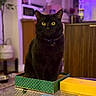 Kuro is registered to the contest to win money with this photo: black_cat, cat, box, indoor, yellow_eyes, pet, feline, curious, sitting, table, green_box, yellow_box, furniture, blurred_background, domestic, cozy, collar, home, animal, mammal