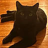 Kuro joined the competition — help win amazing prizes! black_cat, cat, pet, animal, indoor, wooden_floor, floor, feline, eyes, shadow, resting, lying_down, domestic_animal, quiet, cozy, mammal, whiskers, ears, paws, fur