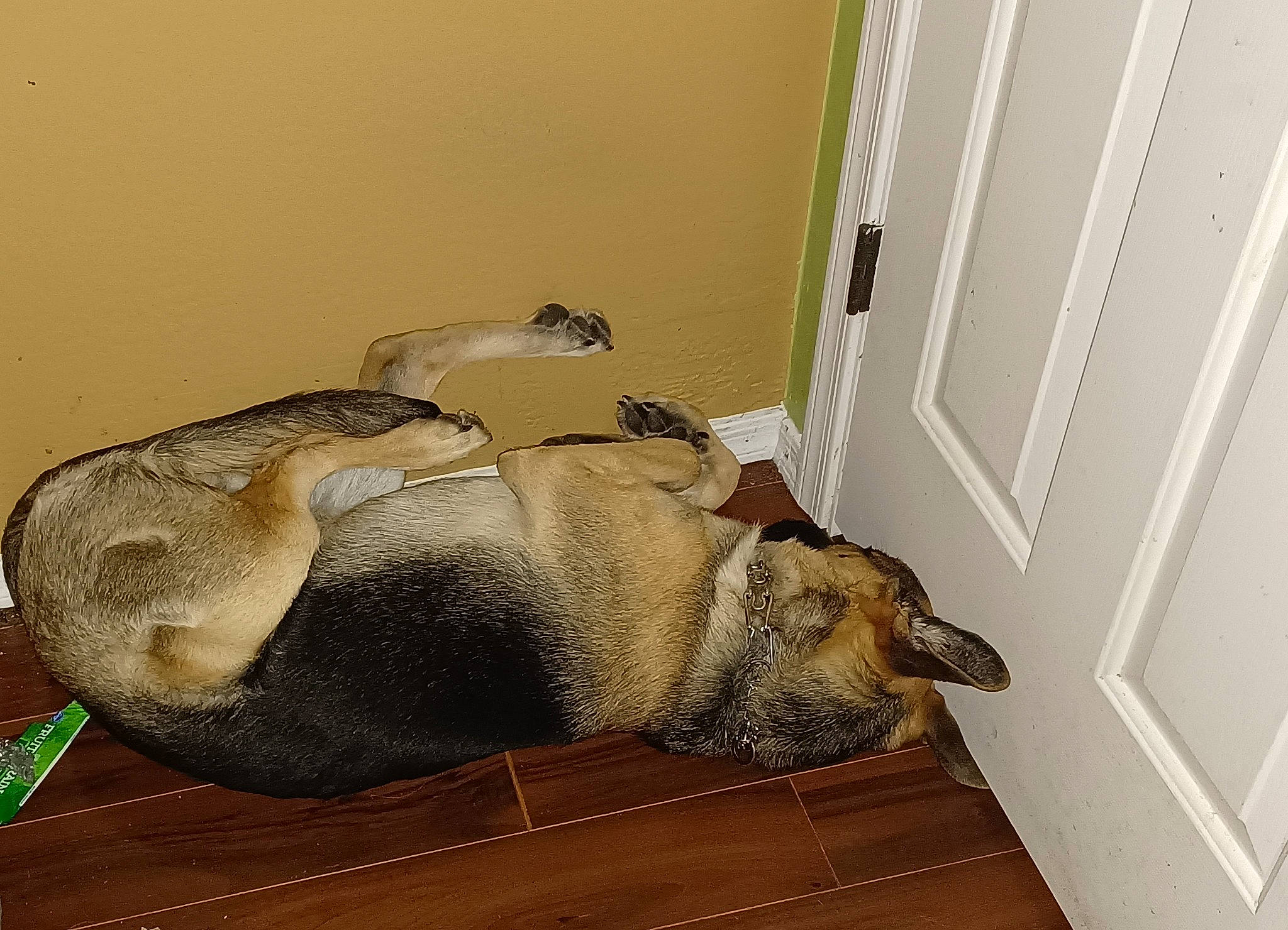 Ruger joined the competition — help win amazing prizes! art, canidae, carnivore, comfort, companion_dog, dog, dog_breed, door, fawn, flooring, fur, hardwood, pet_supply, room, snout, tail, terrestrial_animal, wood, wood_flooring, working_animal