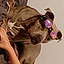 Prada is registered to the contest to win money with this photo: animation, art, canidae, dog_breed, eyewear, fashion_accessory, fawn, fictional_character, fur, gesture, guard_dog, jaw, painting, personal_protective_equipment, snout, sporting_group, sunglasses, tree, visual_arts, working_animal