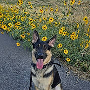 Gunner joined the competition — help win amazing prizes! dog, german_shepherd, animal, pet, canine, outdoor, wildflowers, yellow_flowers, path, nature, sky, hills, leash, sitting, tongue_out, ears_up, happy, summer, daytime, landscape