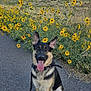 dog, german_shepherd, animal, pet, canine, outdoor, wildflowers, yellow_flowers, path, nature, sky, hills, leash, sitting, tongue_out, ears_up, happy, summer, daytime, landscape