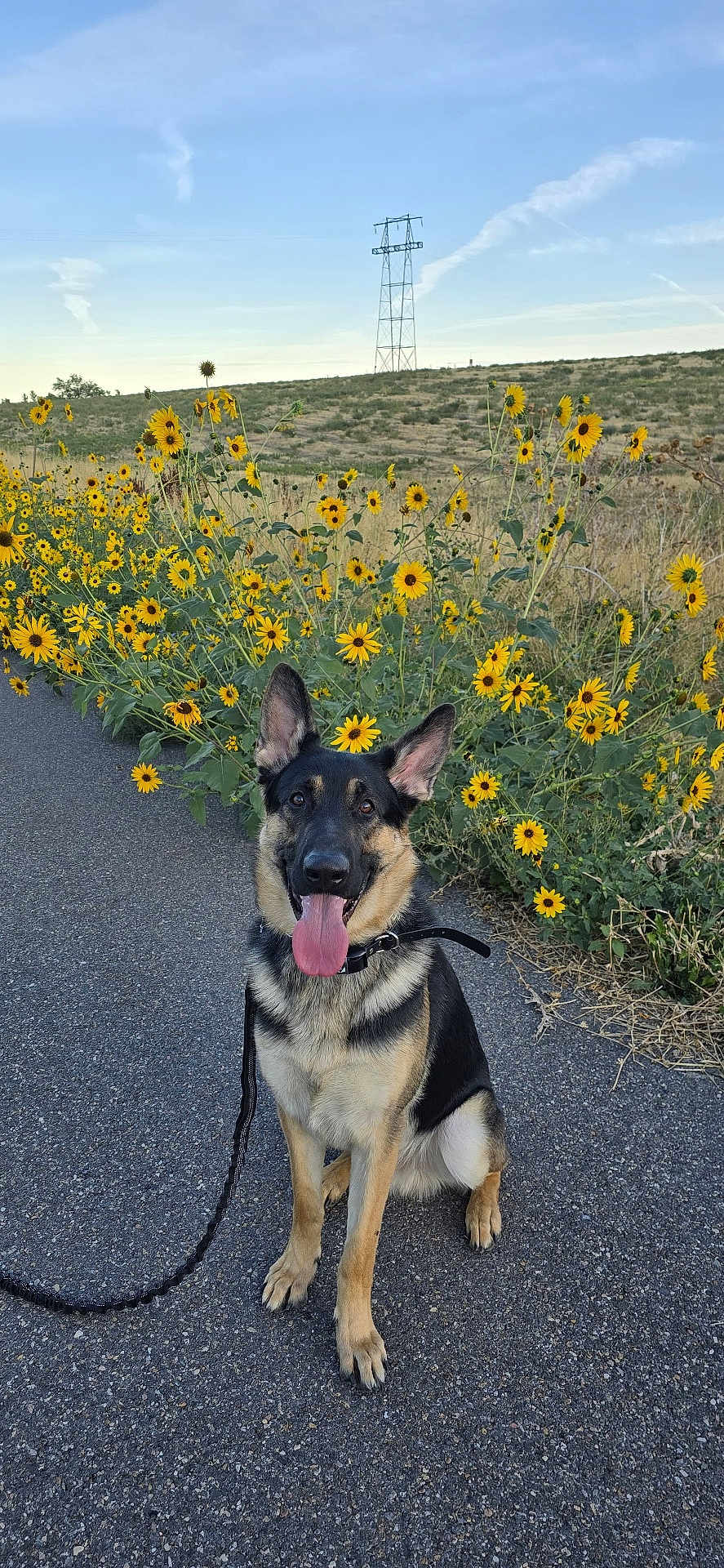 Gunner joined the competition — help win amazing prizes! dog, german_shepherd, animal, pet, canine, outdoor, wildflowers, yellow_flowers, path, nature, sky, hills, leash, sitting, tongue_out, ears_up, happy, summer, daytime, landscape