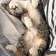 Zyon participe au concours pour gagner de l'argent avec cette photo : cat, tabby, sleeping, nap, bed, fur, paws, cozy, cute, relaxed, indoor, pet, whiskers, striped, feline, resting, soft, closeup, adorable, animal
